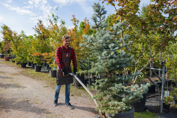 Trusted Shiloh, OH Tree Removal Experts